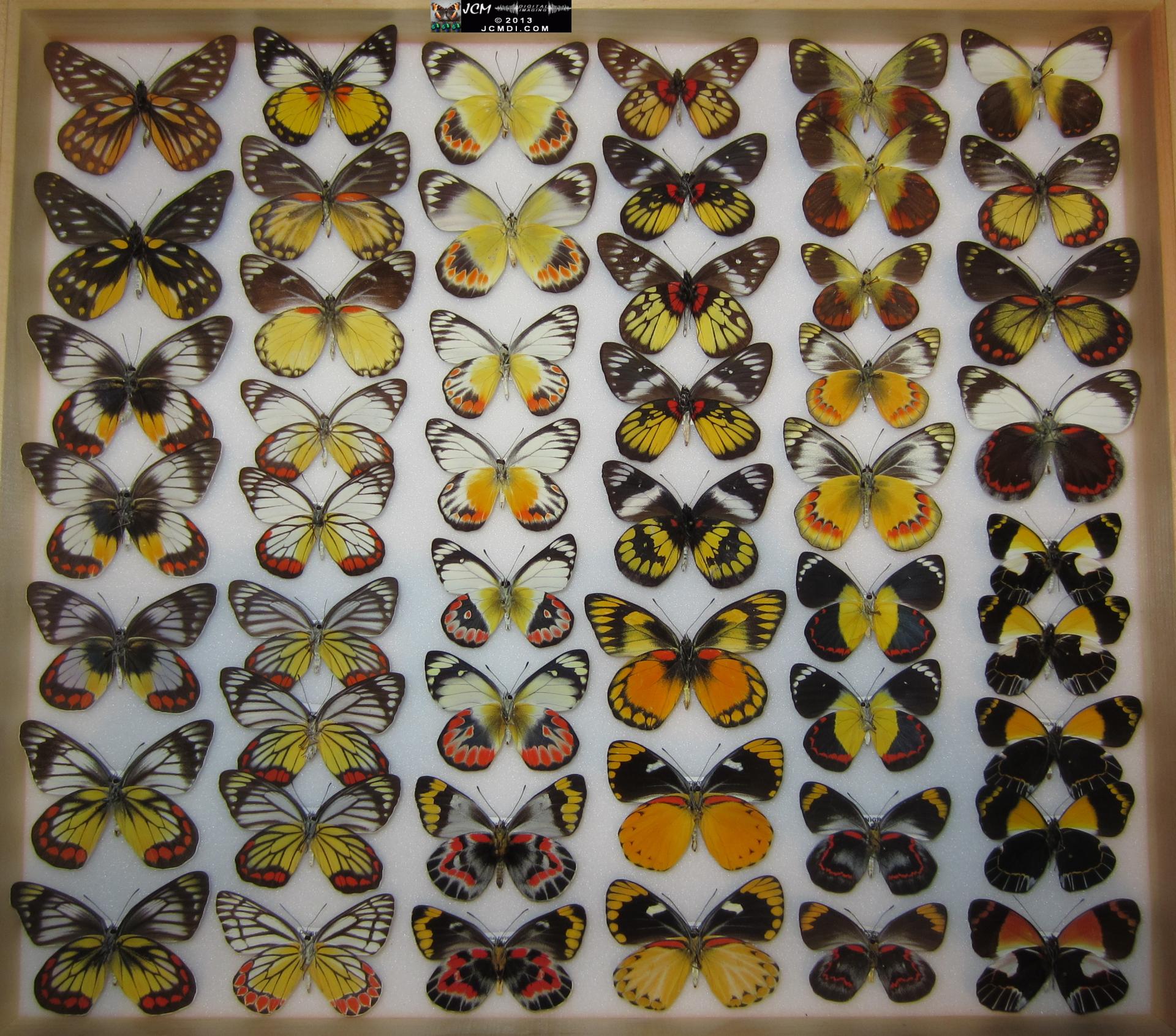 LANHM Bug Fair 2013 Delias drawer